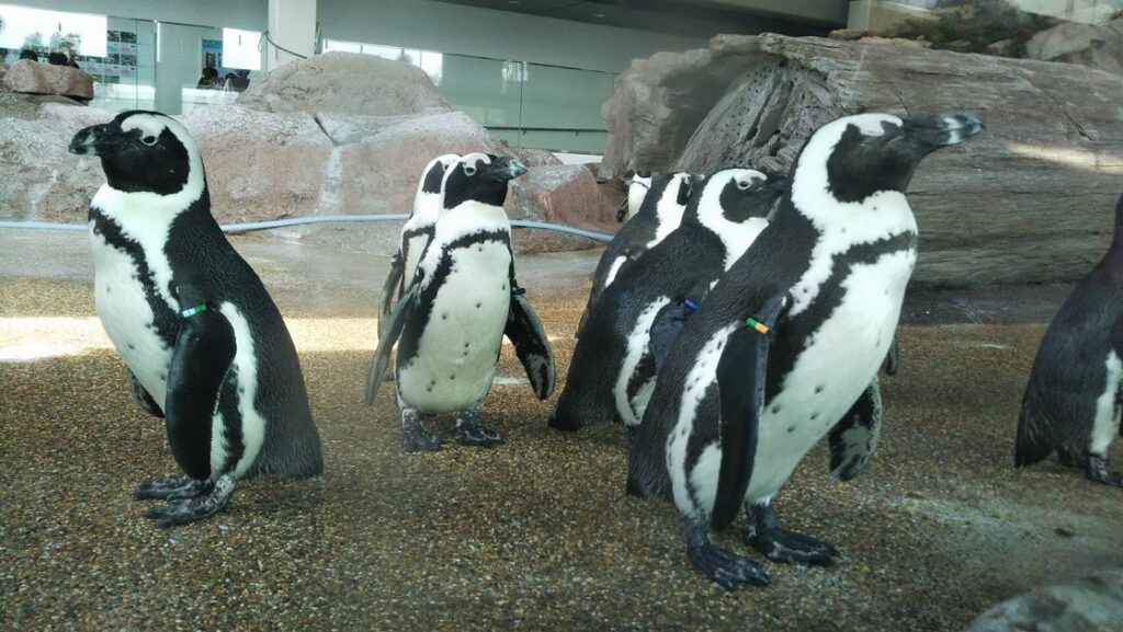 京都水族館の魅力！人気の生き物オオサンショウウオに会ってきた