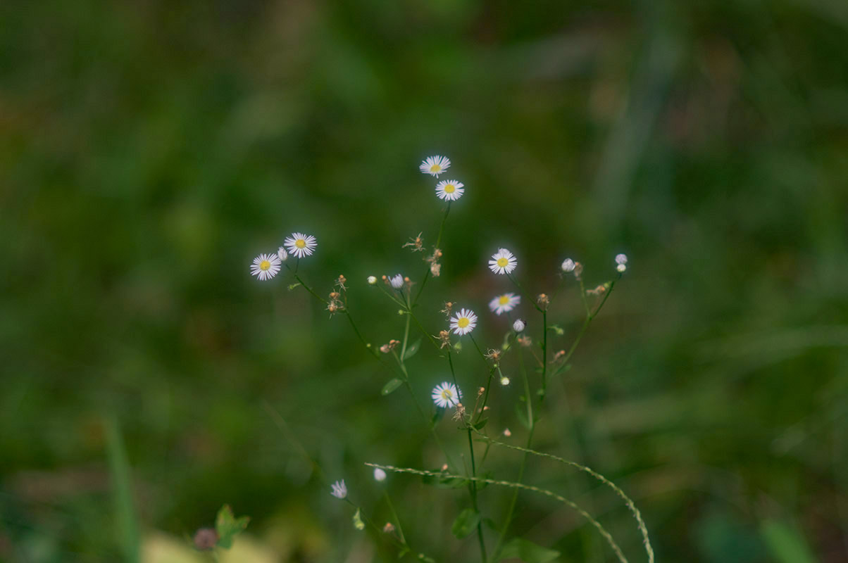 ヤシカ 「オートヤシノン DX 135mm/F2.8」分解・清掃・作例 | ヨッシー