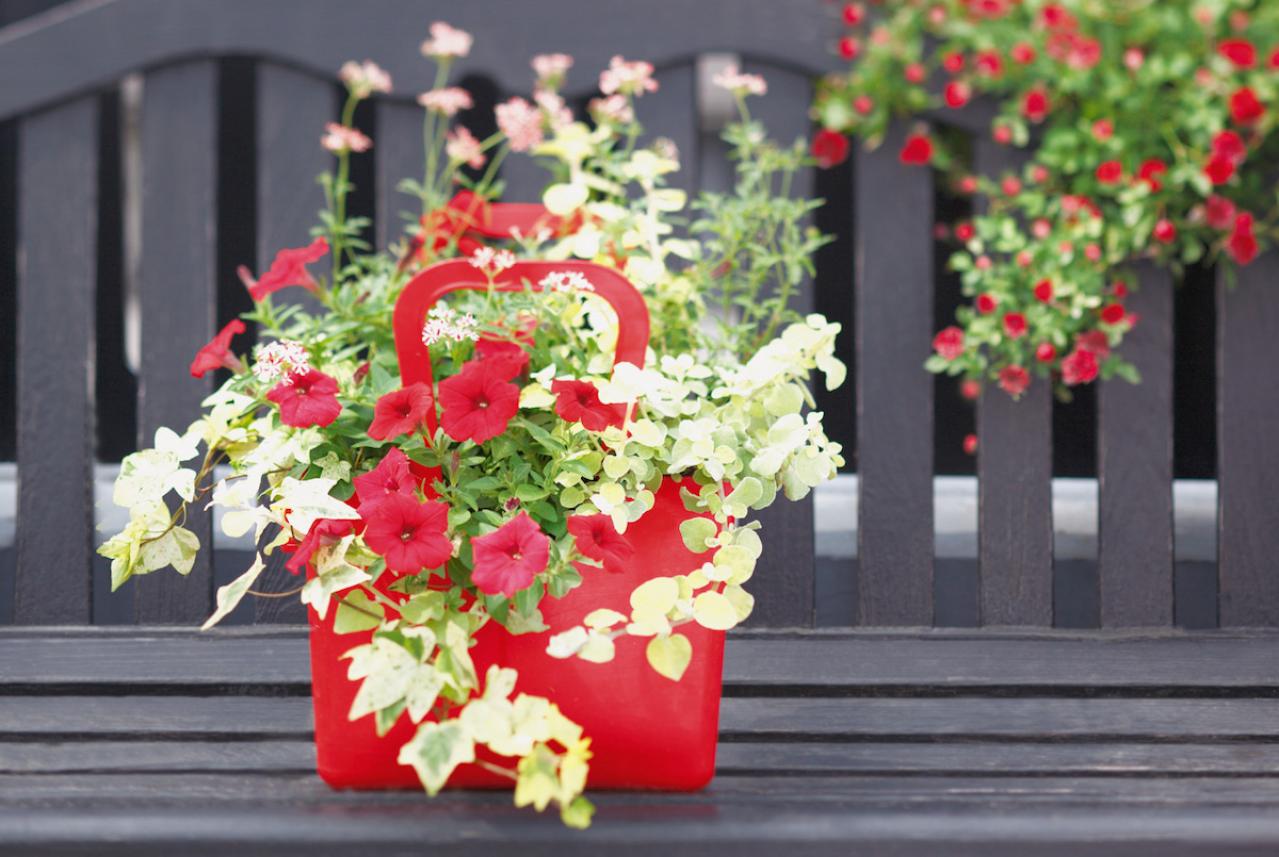 ガーデニング】秋までたくさんの花が次々と咲く「ペチュニア」の寄せ