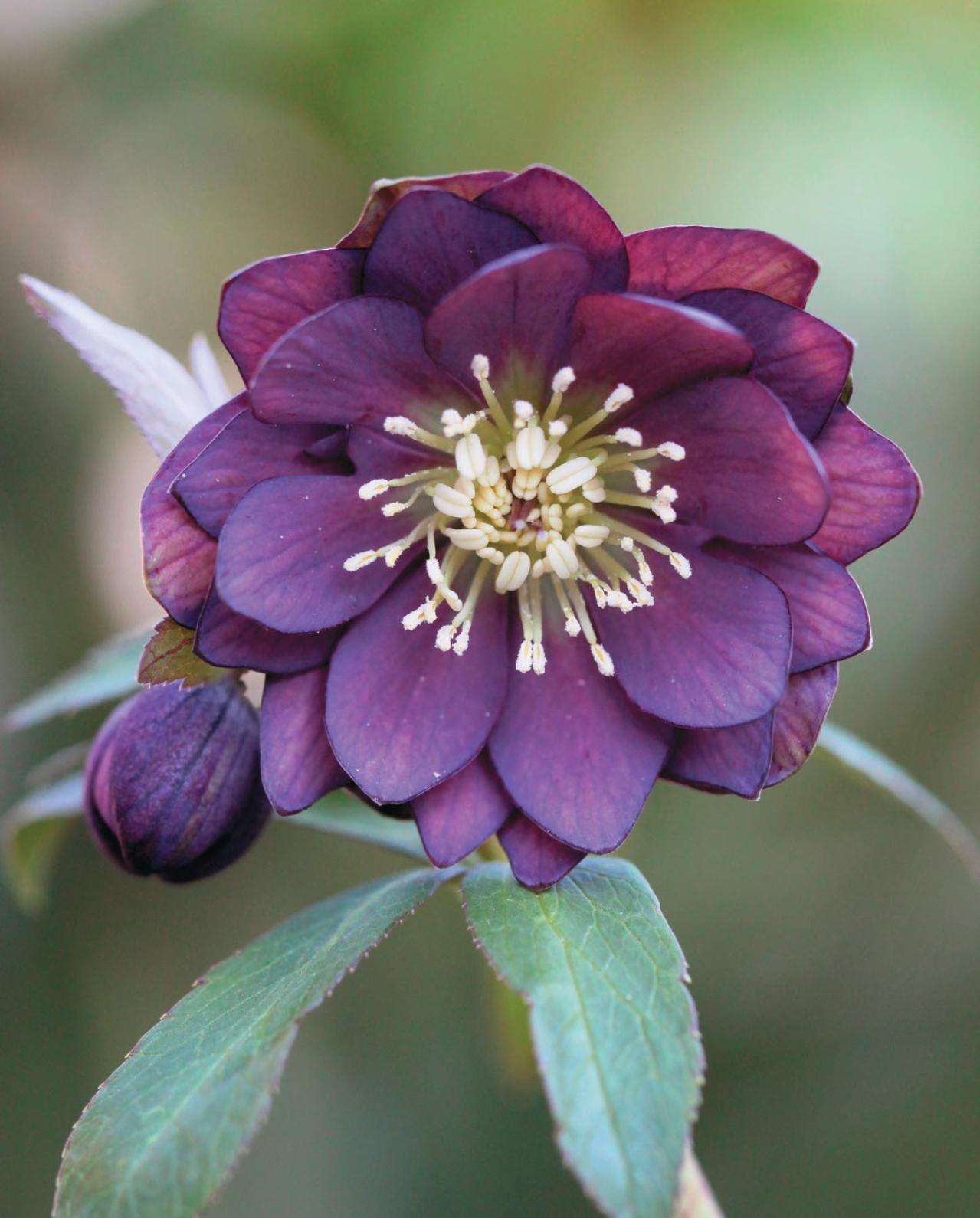 野生味のある姿が魅力の【原種系クリスマスローズ】2026年冬・注目の花