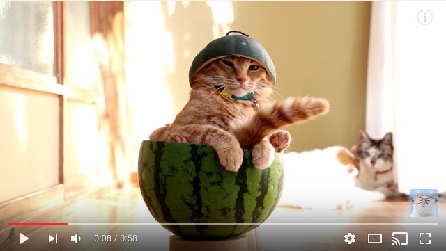 スイカにすっぽり入ったスイカの精霊…じゃなくて可愛いニャンコ！ 堂々