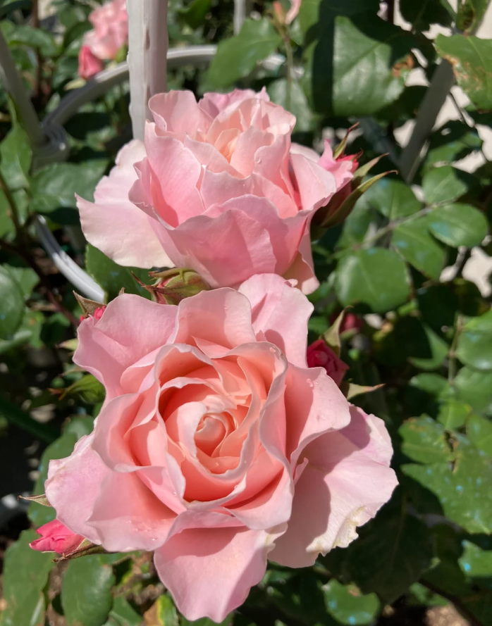 Daphne Rose Porcelaine d'Orient Rose KIMlaurel Rose 2Gal -