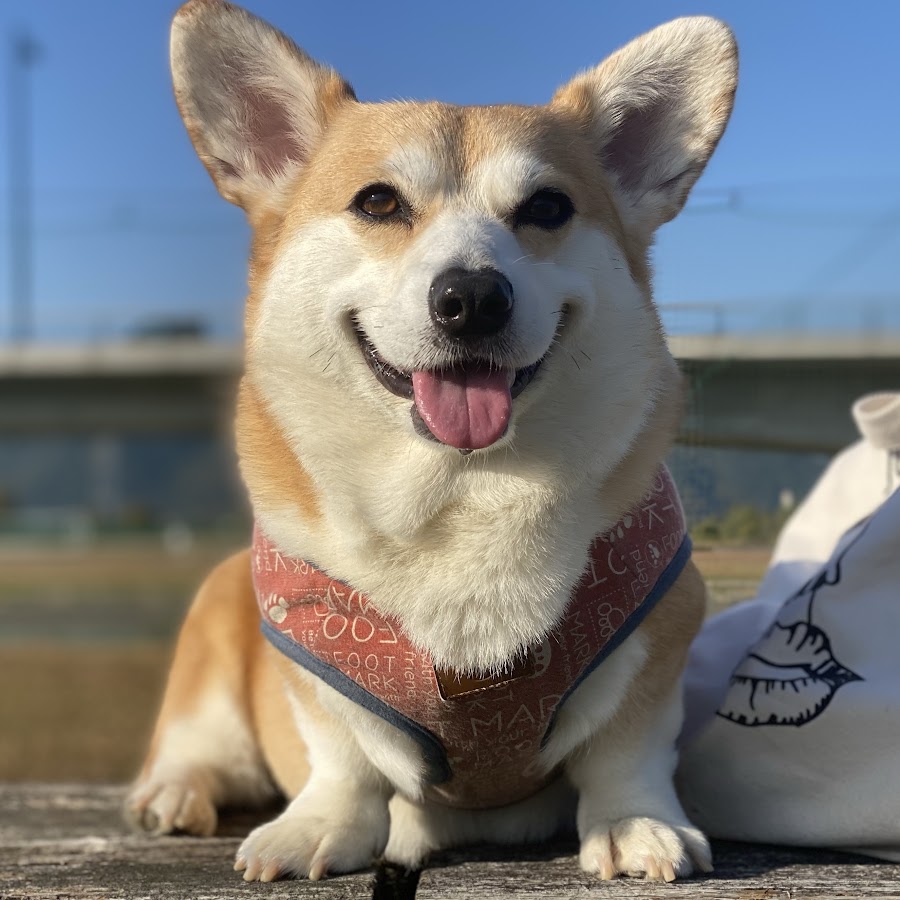 くきたんの日常 - YouTube