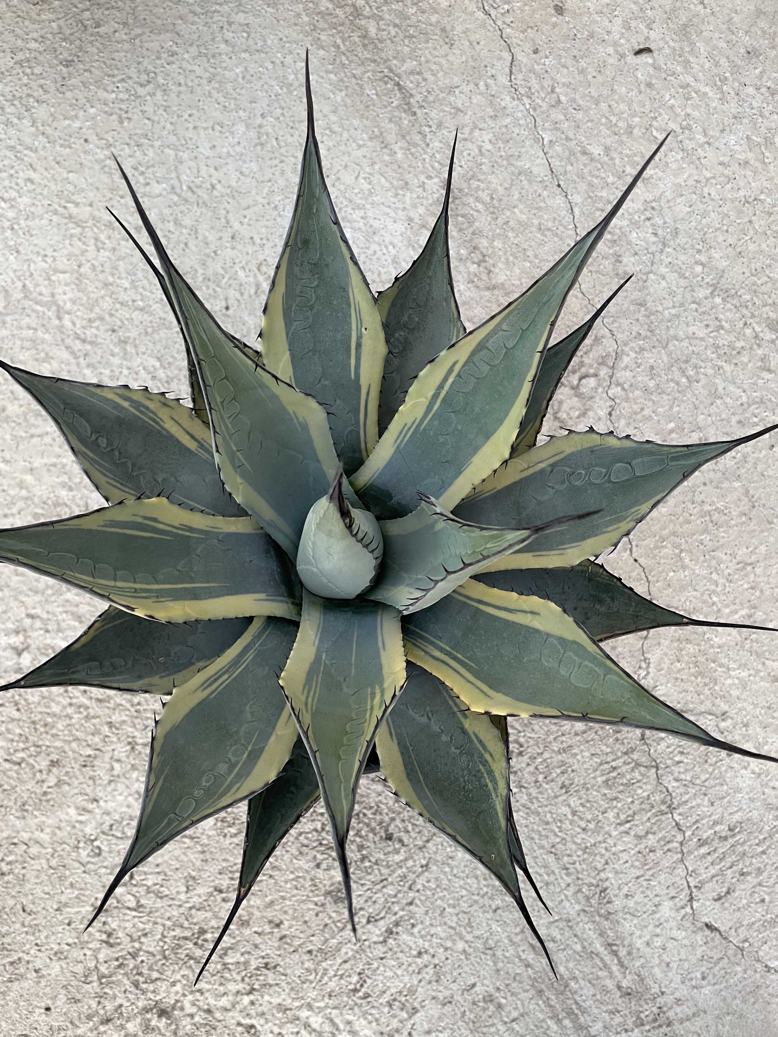 Agave Parryi Neomexicana Variegata - 9L - 30 cm diam | Yucca-Palm