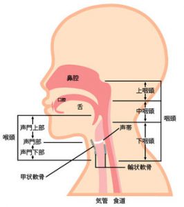 2026年更新】喉頭がんの手術方法と術式について。声帯摘出後の発声法を