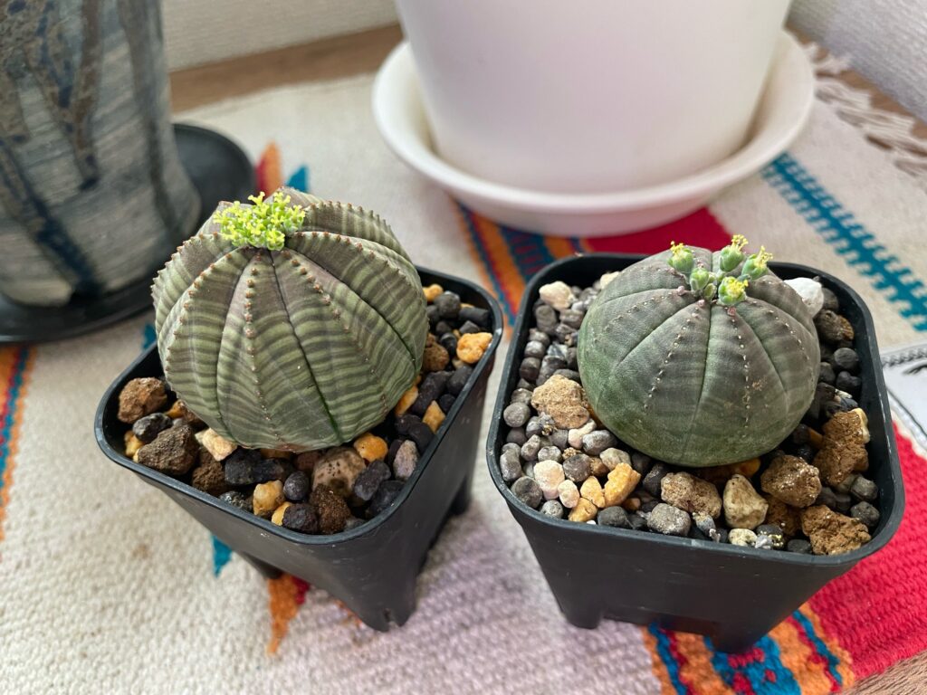 ユーフォルビア・オベサの育て方‐おーきっどblog