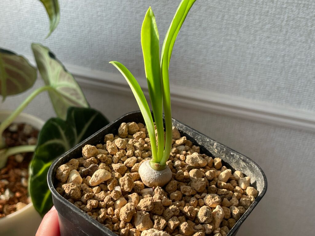 ユーフォルビア・サピニーの育て方】-おーきっどblog