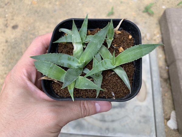 実生したユタエンシス エボリスピナの育て方【鉢上げ・植え替え