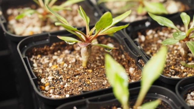 purpusii-pot-raising-eyecatch-