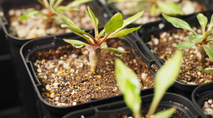 実生1.5ヶ月のフォークイエリア・プルプシー(Fouquieria purpusii)の鉢