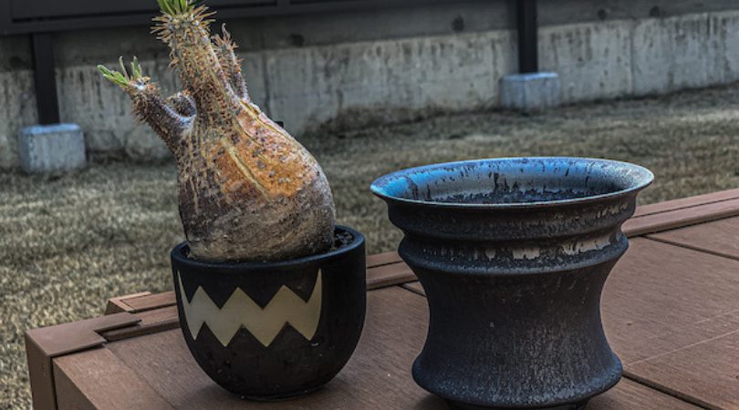 VALIEM鉢→Opus鉢】現地球パキポディウム・グラキリスの植替え｜BOTANILIFE