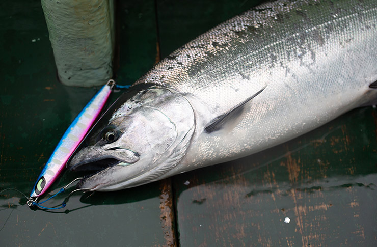 サクラマスジギング用ジグおすすめ12選 - ヤップ！【Yup!】オフショア