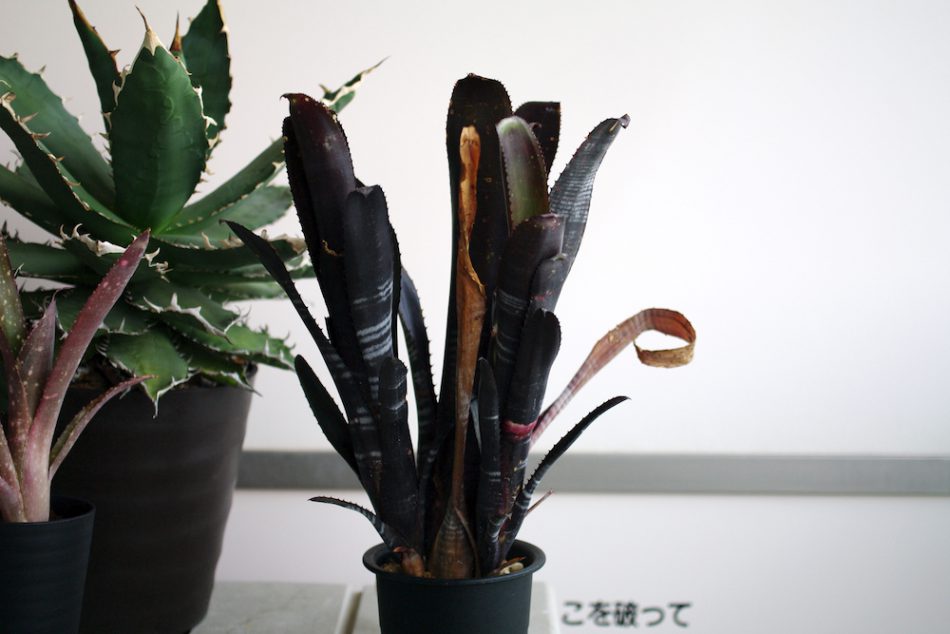 Billbergia 'Darth Vader'（ビルベルギア・ダースベイダー）の育て方