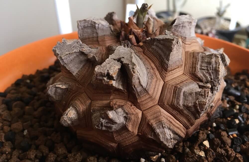 亀甲竜の植え替えとイモを大きくする方法 – ゆるぷ