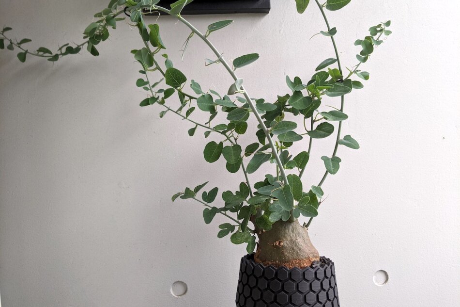 アデニア・スピノーサ（Adenia spinosa）の育て方、栽培記録 – ゆるぷ