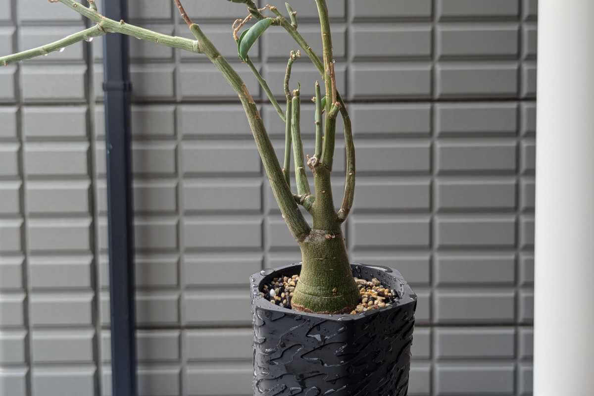 アデニア・ペチュエリー（Adenia pechuelii）の紹介 – ゆるぷ