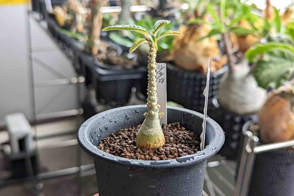 ドルステニア・ギガス 'ブラータ'（Dorstenia gigas f. bullata）の