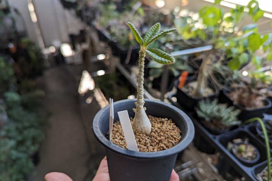 ドルステニア・ギガス 'ブラータ'（Dorstenia gigas f. bullata）の