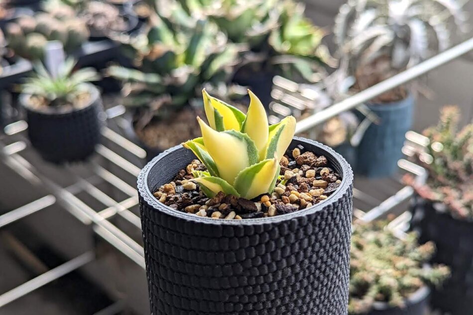 さ*く様 アガベ 黒犀牛錦黄中斑入り抜き苗発送 さ*