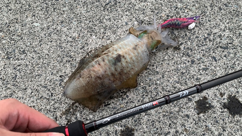 エメラルダスストイストRT89LMLインプレ！！ | アウちゃん◇