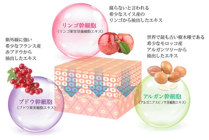 陶肌トリートメント - REVI ハーブピーリング 導入 | REVI ハーブ