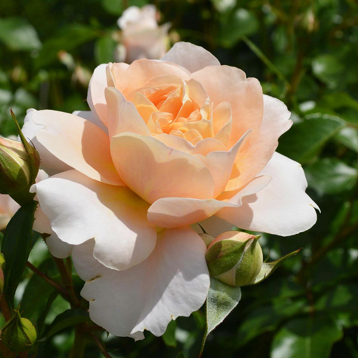 バラ苗 【ザンガーハウザーユビレウムスローゼ】 (大苗) フロリバンダ