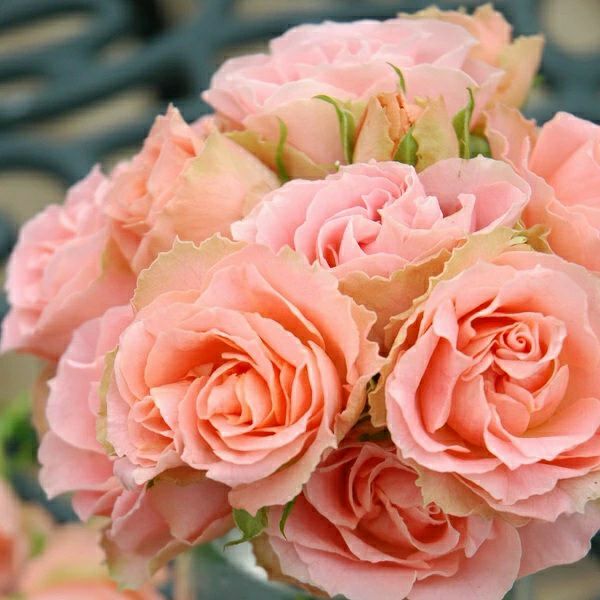 予約苗 バラ苗 【ロマンティックレース】 (新苗) フロリバンダ