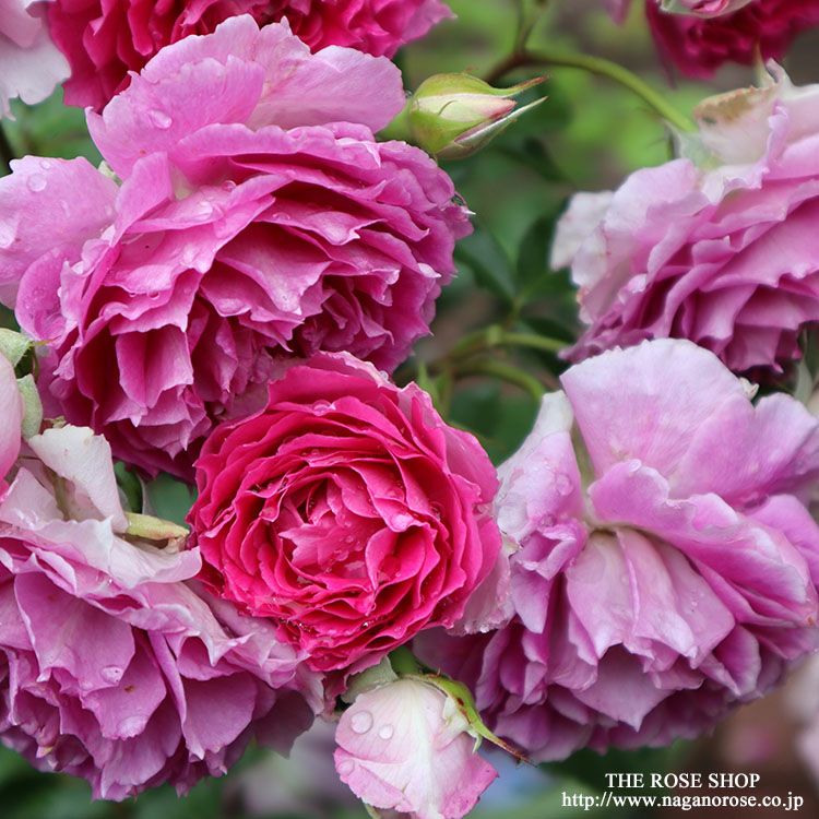 予約苗 バラ苗 【シェエラザード】 (新苗) フロリバンダ 四季咲き 中輪