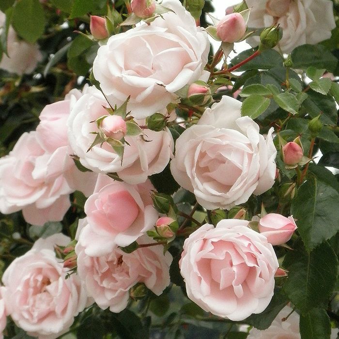 バラ苗 【ニュードーン】 (アウトレット苗) つるバラ 四季咲き 中輪