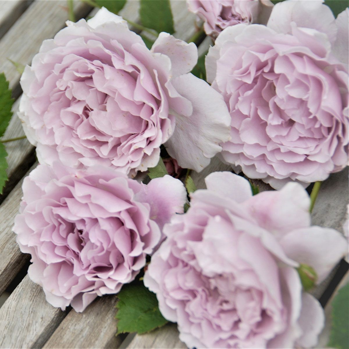 予約苗 バラ苗 【リベルラ】 (新苗) フロリバンダ 四季咲き 中輪 紫系