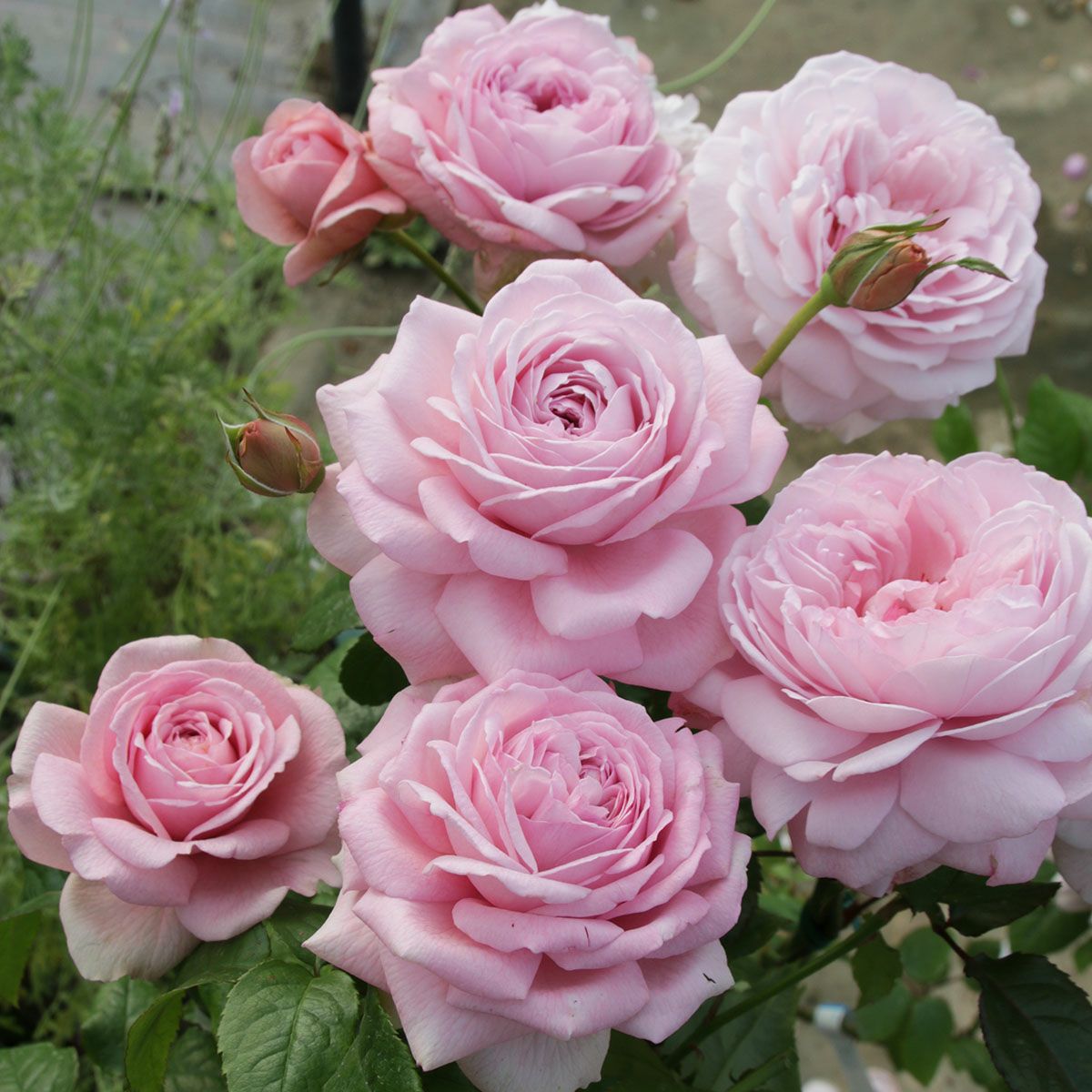 バラ苗 モガ 国産大苗オリジナル角鉢6号 ハイブリッドティー(HT