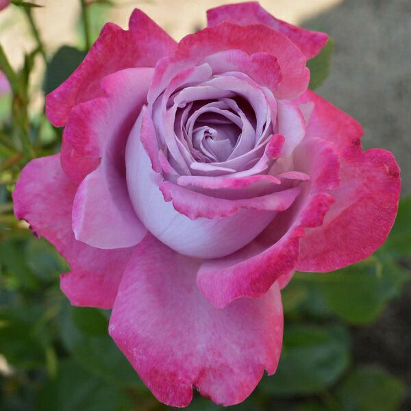 バラ苗 【ブルーリバー】 (アウトレット苗) ハイブリッドティー