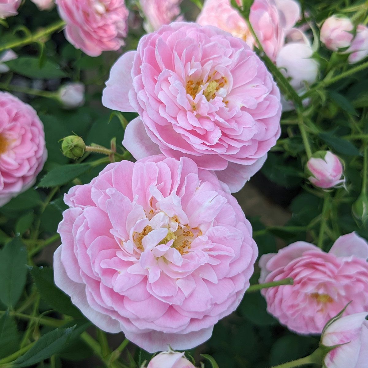 予約苗 バラ苗 【サクラクリスタル】 (新苗) シュラブ 半つる性