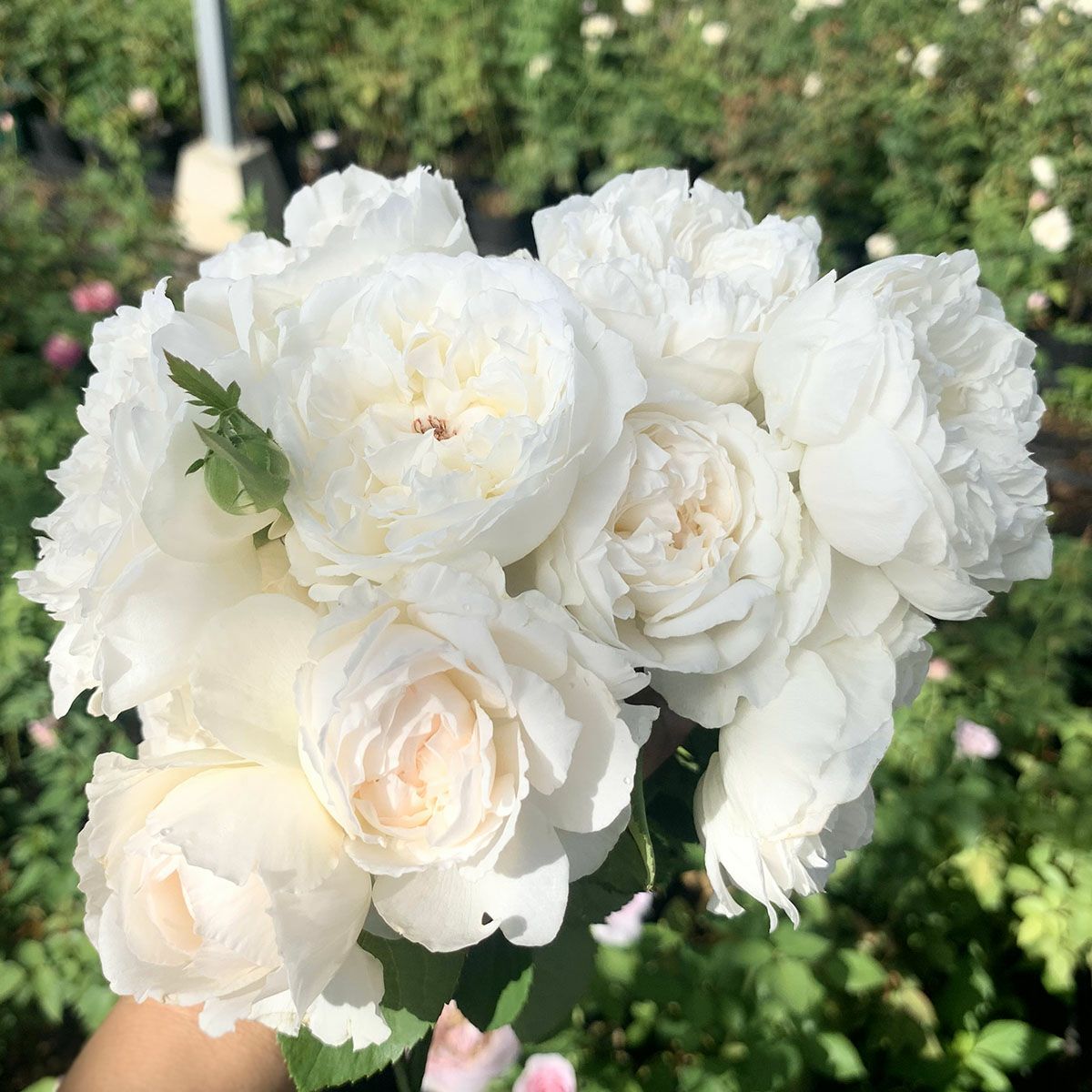 バラ苗 【シュセット】 (大苗) ハイブリッドティー 四季咲き 大輪 白系