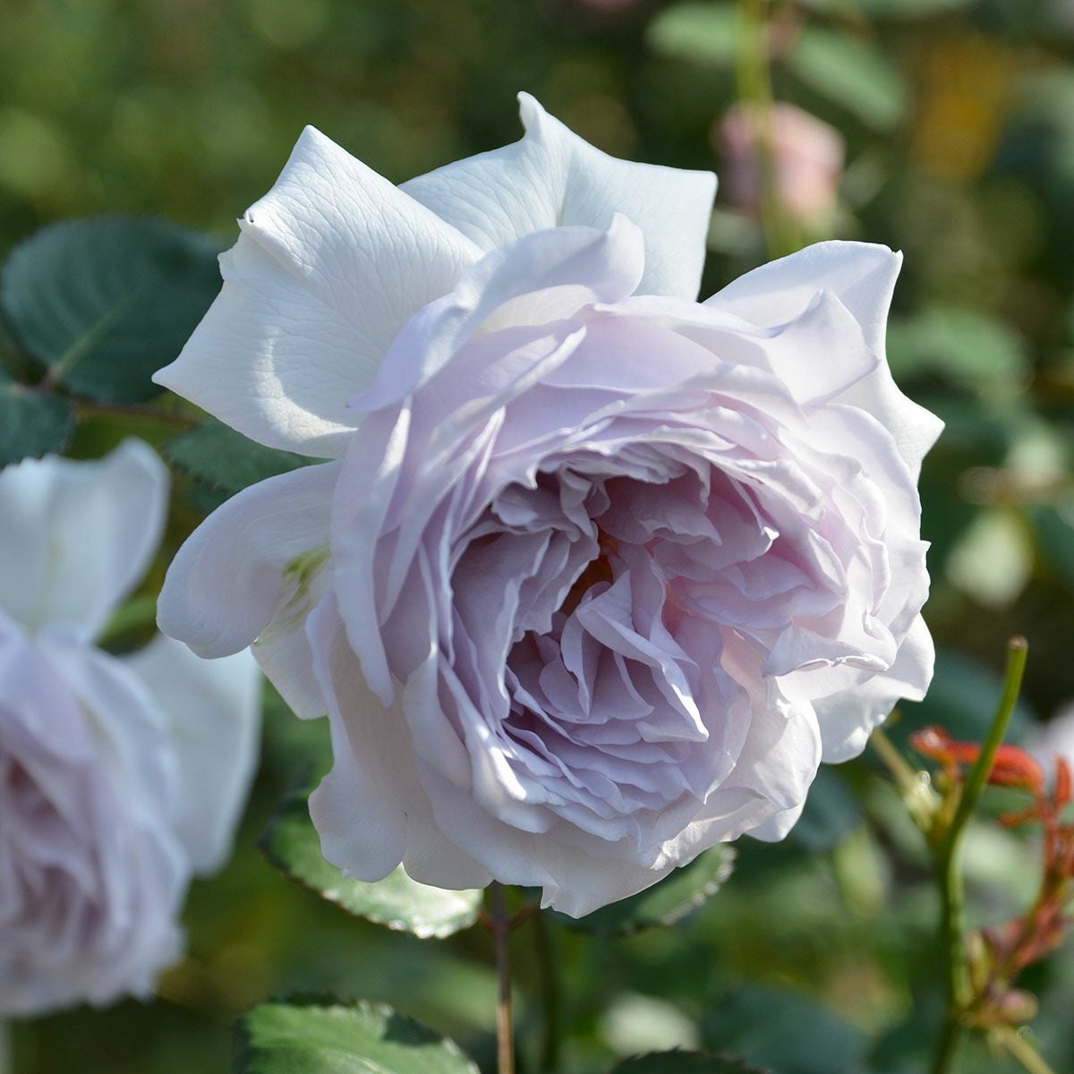 バラ苗 【コントレイル】 (大苗) フロリバンダ 四季咲き 中輪 紫系