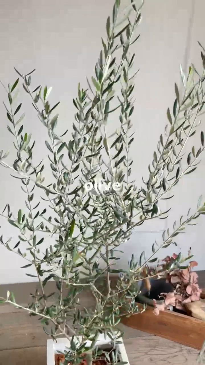 オリーブ オリーブの木 キューブホワイト鉢植え 送料無料 育てやすい