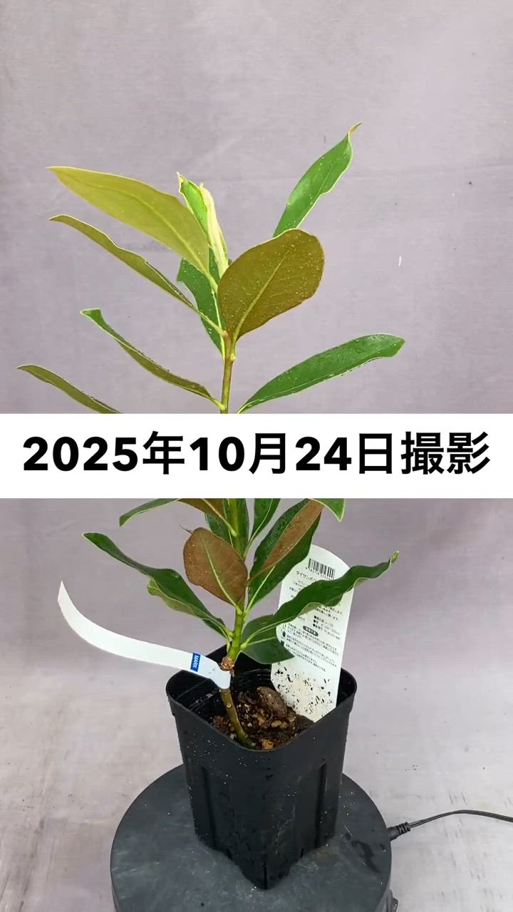 タイサンボク・リトルジェム 3.5号 : 日本ライン花木センターYahoo