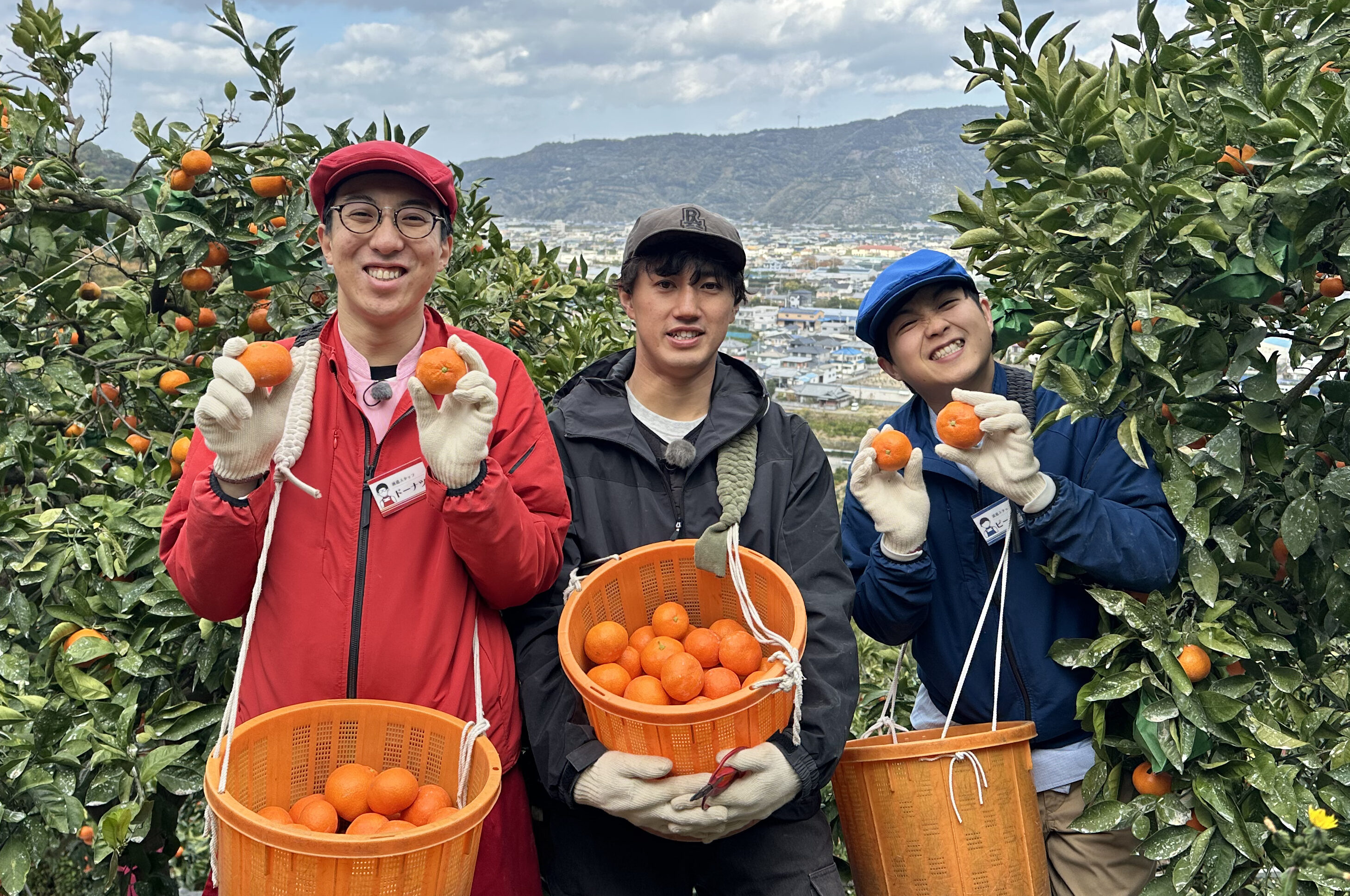 毎日放送「せやねん！」にて「紅みかん」が紹介されます！ – 善兵衛農園