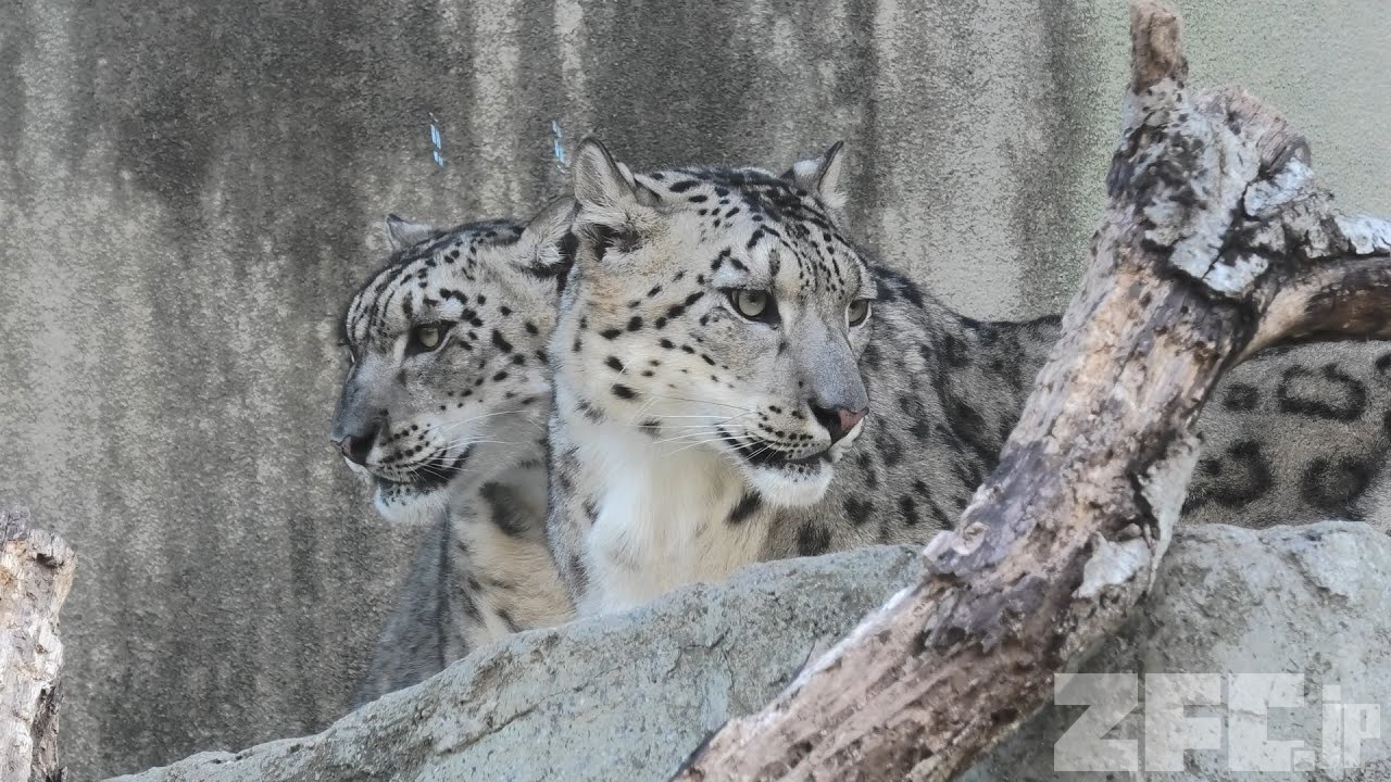 ユキヒョウ の『フブキ』と『ユッコ』 (神戸市立王子動物園) 2019年11