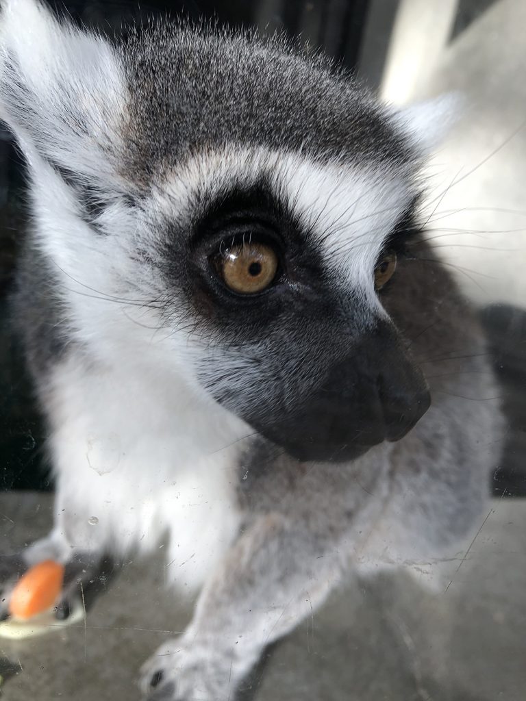 ワオキツネザル | | 京都市動物園