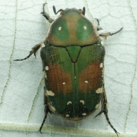 Census of the fruit and flower chafers (Coleoptera, Scarabaeidae