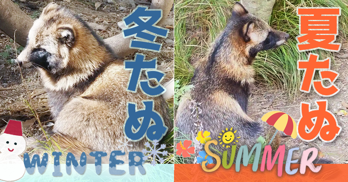 タヌキが冬毛になる前にタヌキの夏毛を見に行こう！ | ZooPortal