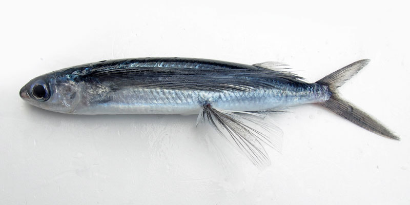 トビウオ - WEB魚図鑑