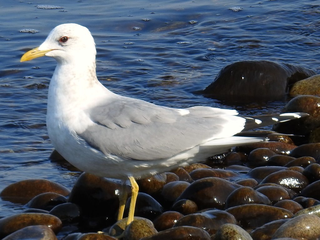 カモメ - 日本の野鳥識別図鑑