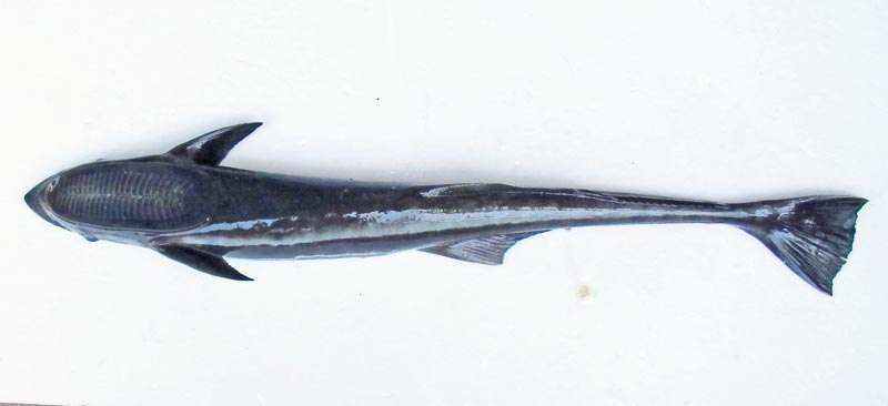 コバンザメ(2017.04.24) - WEB魚図鑑