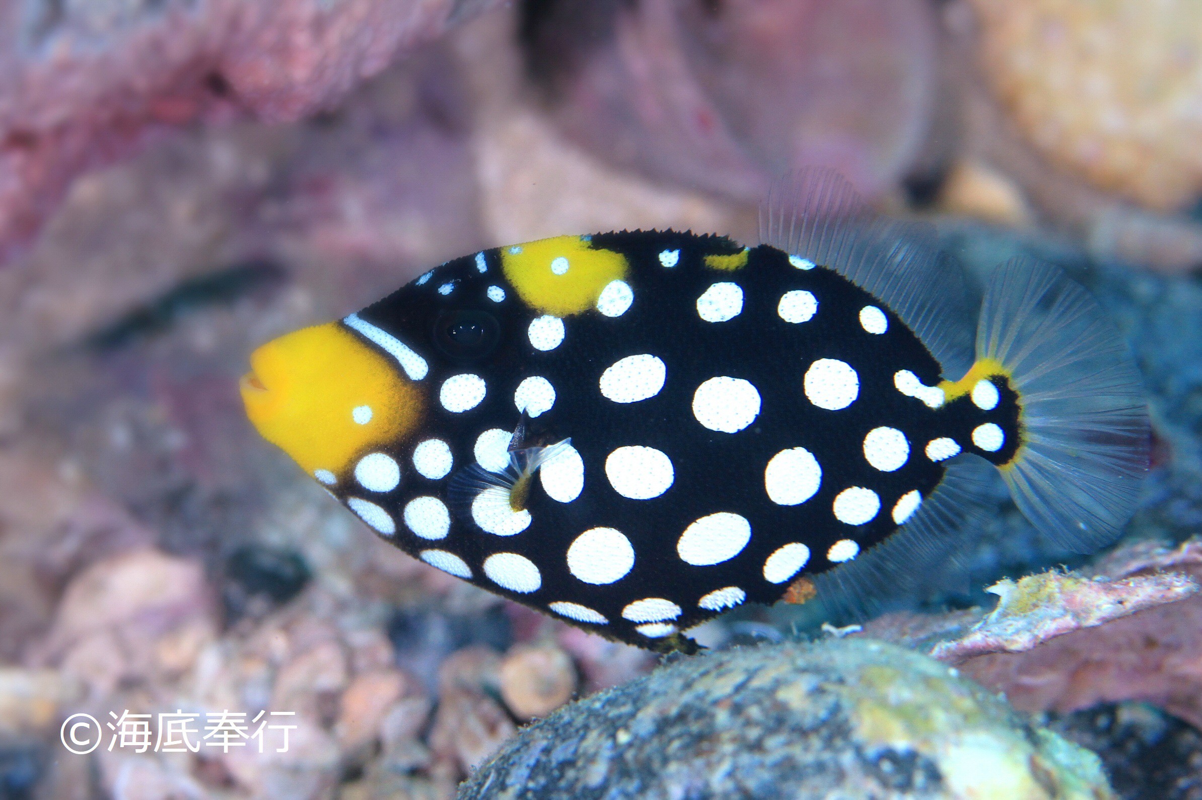 モンガラカワハギ(2023.10.26) - WEB魚図鑑