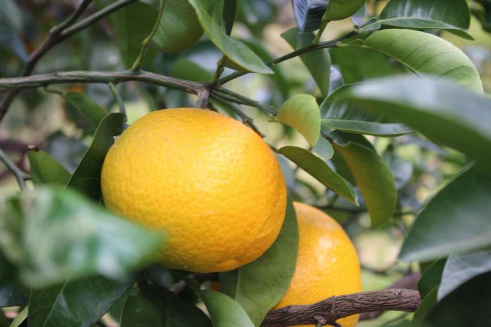 ハッサク | 植物図鑑 | 大阪市立長居植物園