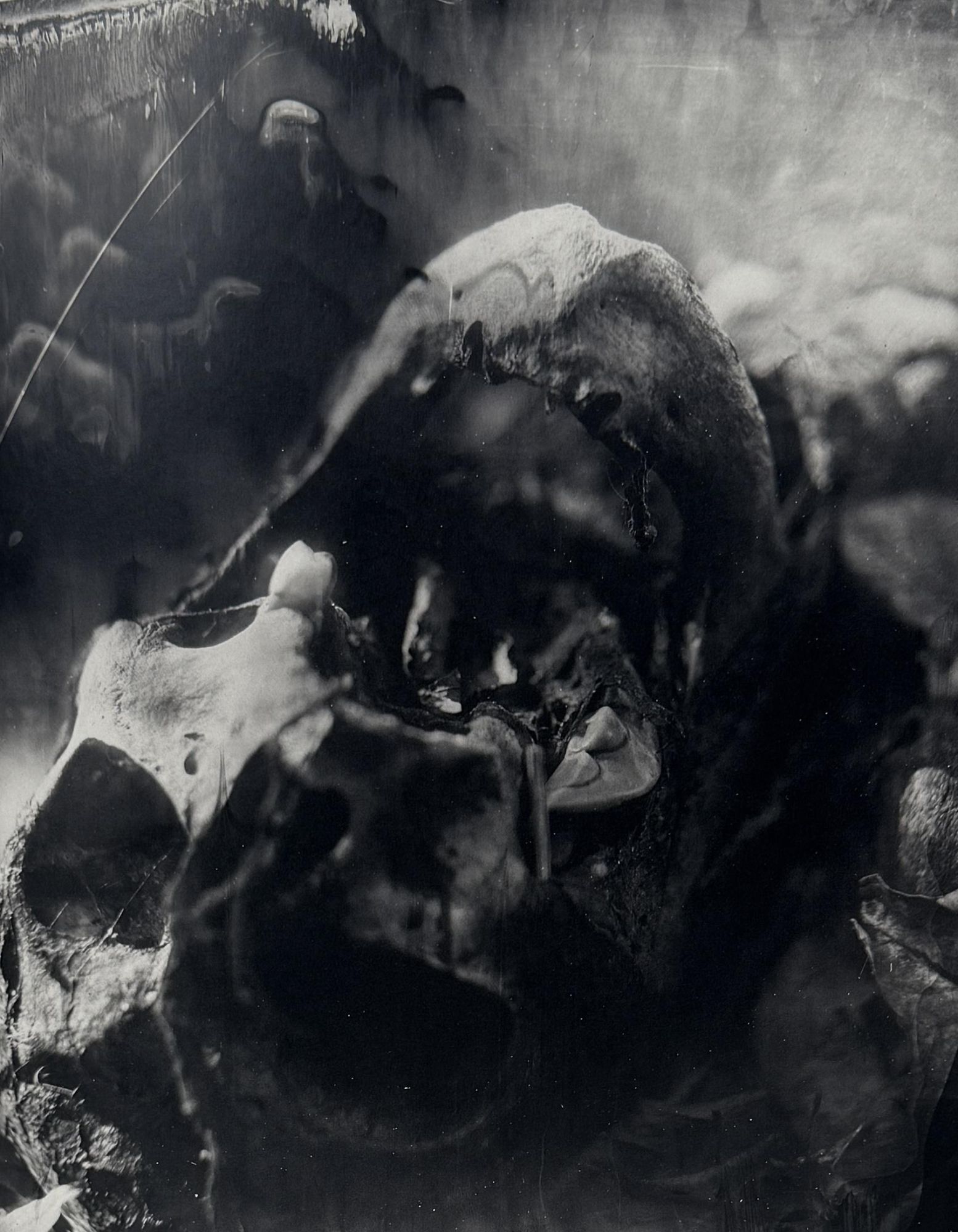 Sally Mann: What Remains | Sally Mann | First edition