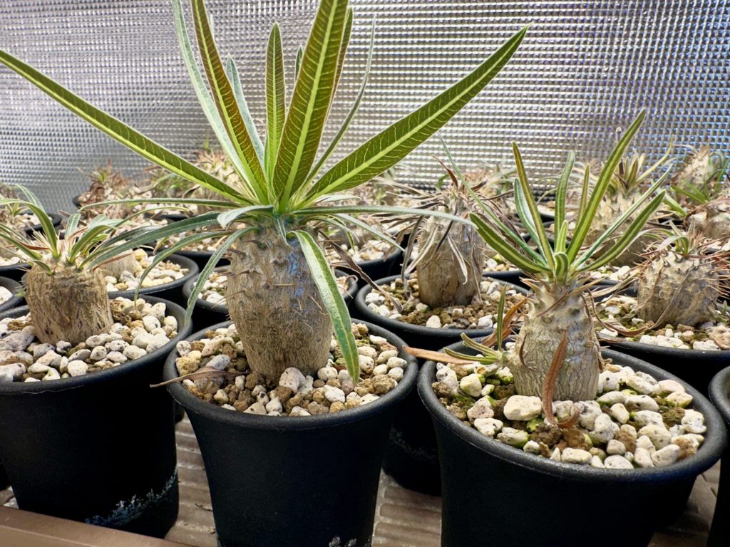 パキポディウム・グラキリスの実生1年間の記録＋花が咲くまでの記録