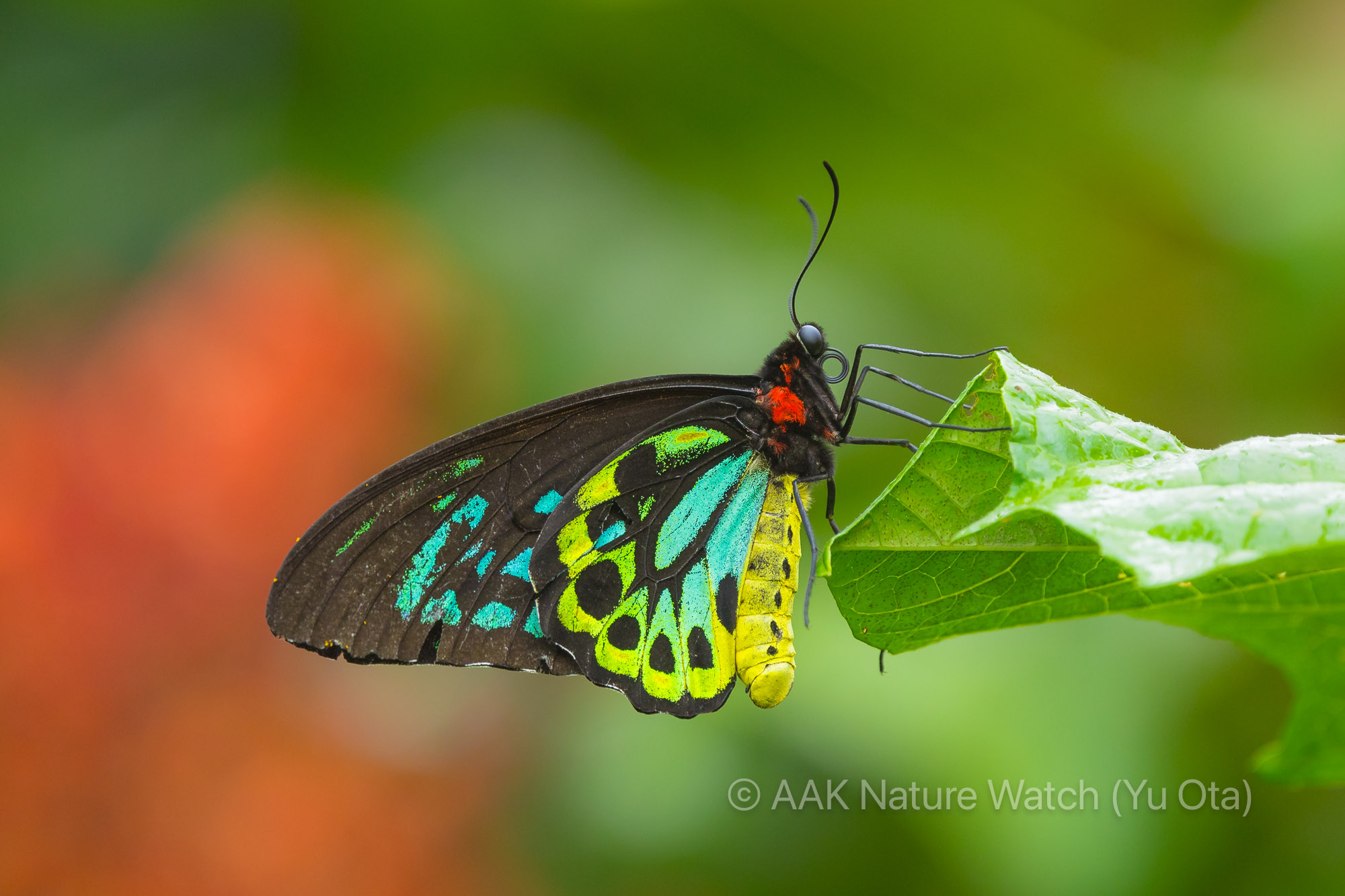 ミドリメガネトリバネアゲハ | 【公式】オーストラリア唯一の日本語